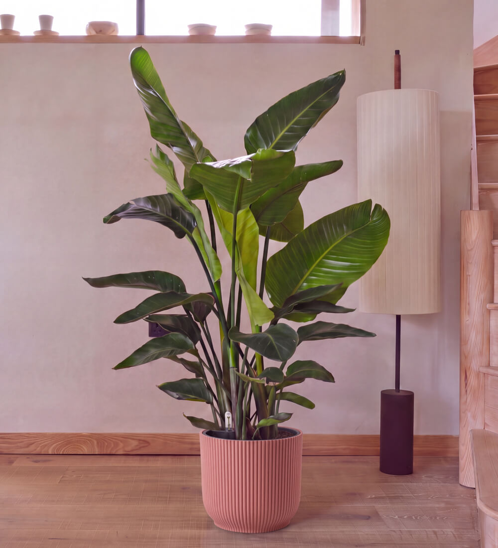 Bird of Paradise & Self-watering Pot