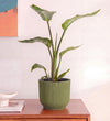 Bird of Paradise & Self-watering Pot