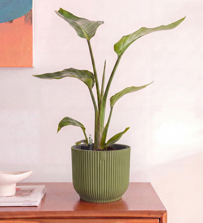 Bird of Paradise & Self-watering Pot