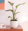 Bird of Paradise & Self-watering Pot