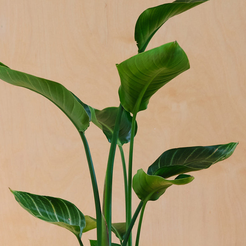 Bird of Paradise & Pot