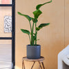 Bird of Paradise & Pot