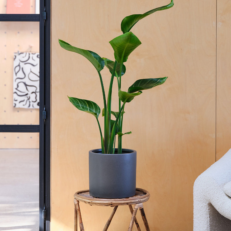 Bird of Paradise & Pot