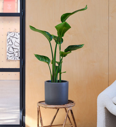 Bird of Paradise & Pot