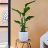 Bird of Paradise & Pot