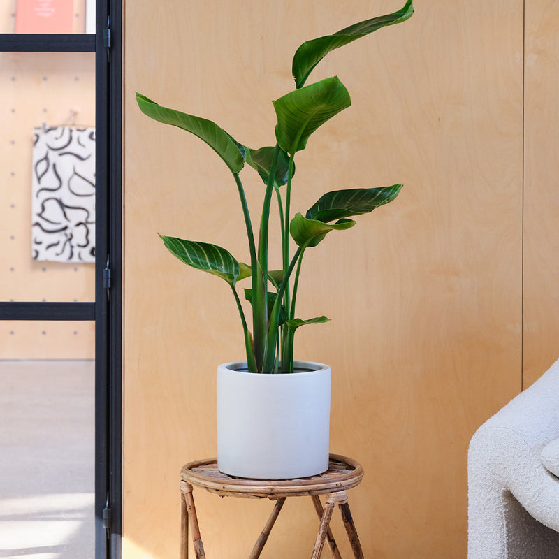 Bird of Paradise & Pot