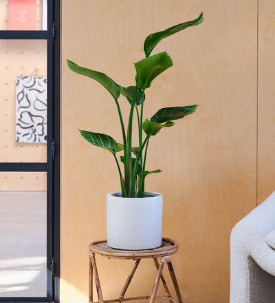 Bird of Paradise & Pot