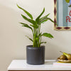 Bird of Paradise & Pot