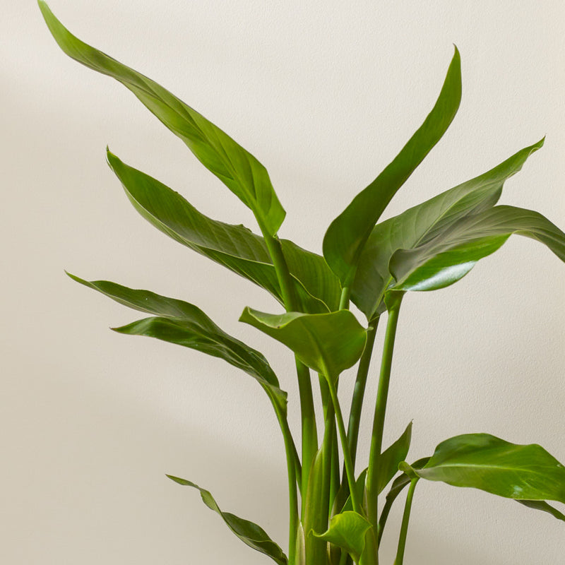 Bird of Paradise & Pot