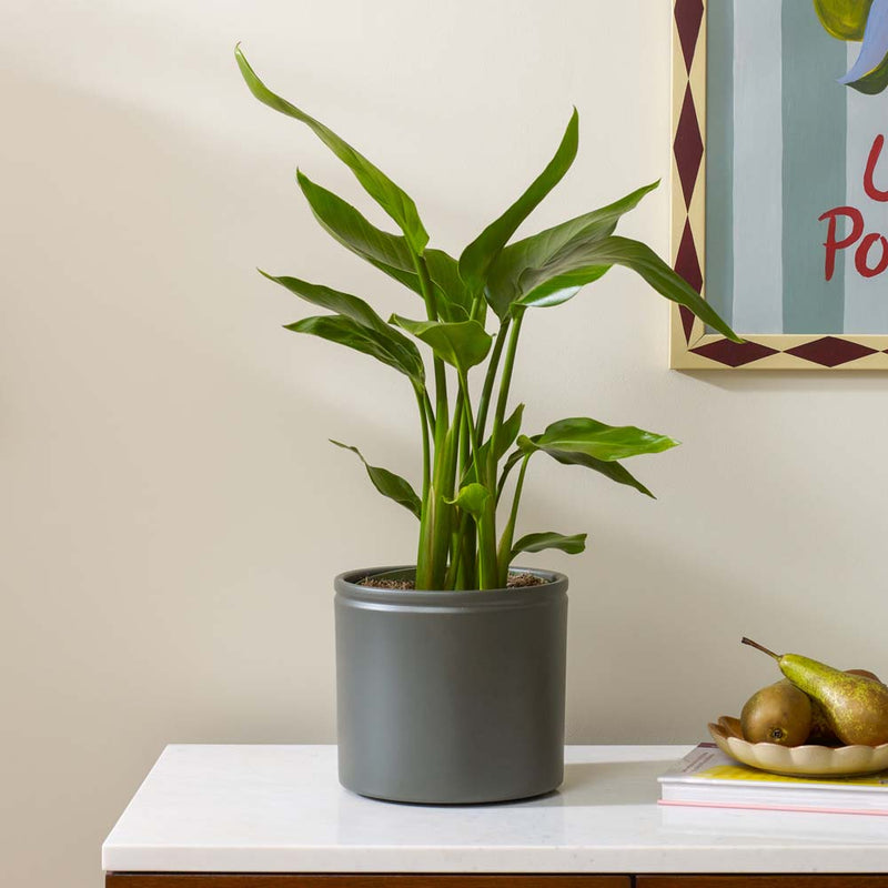 Bird of Paradise & Pot