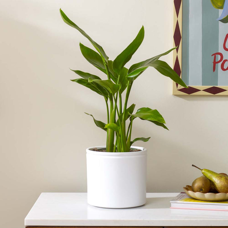 Bird of Paradise & Pot