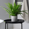 Fern Pair