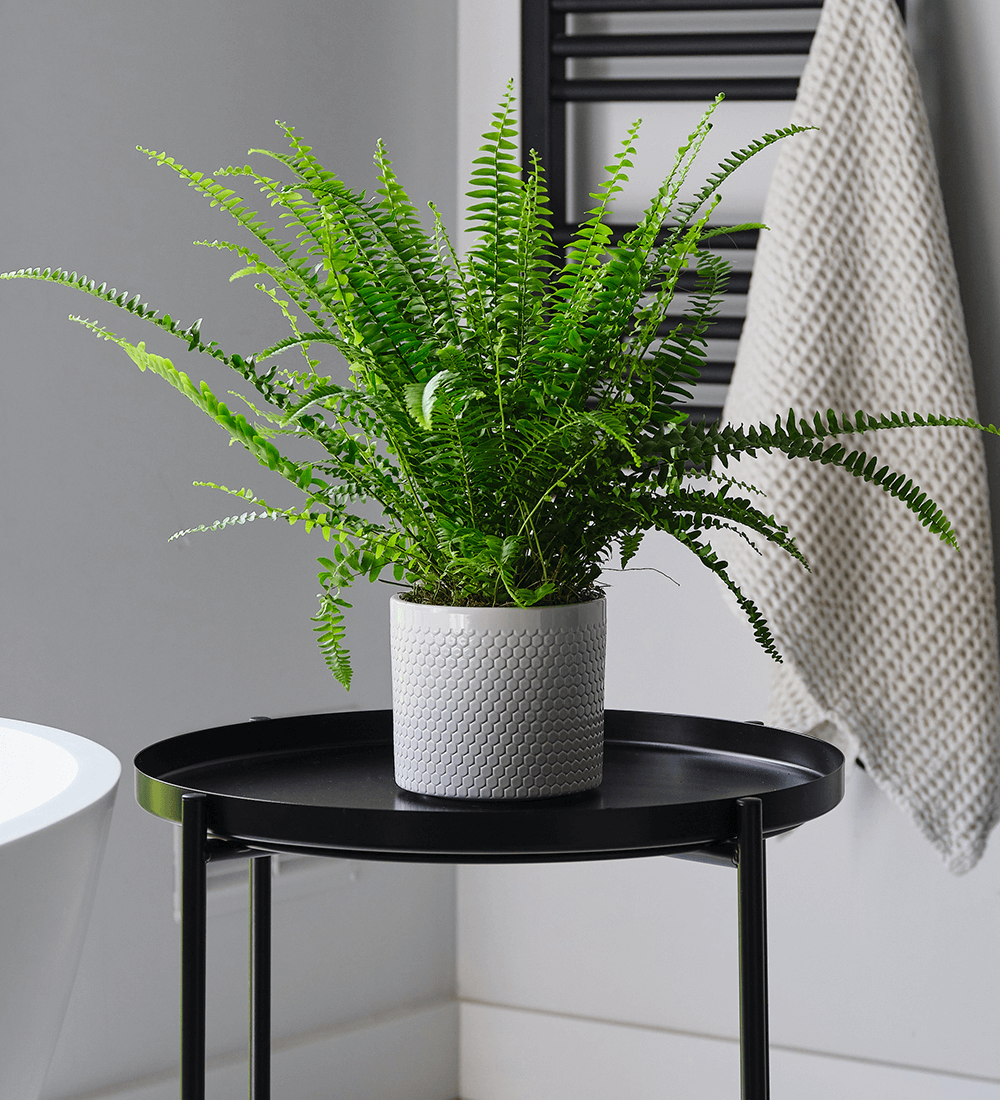 Fern Pair