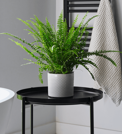 Fern Pair