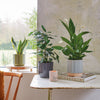 Houseplant Subscription