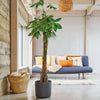 Money Tree