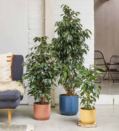 Ficus Benjamina