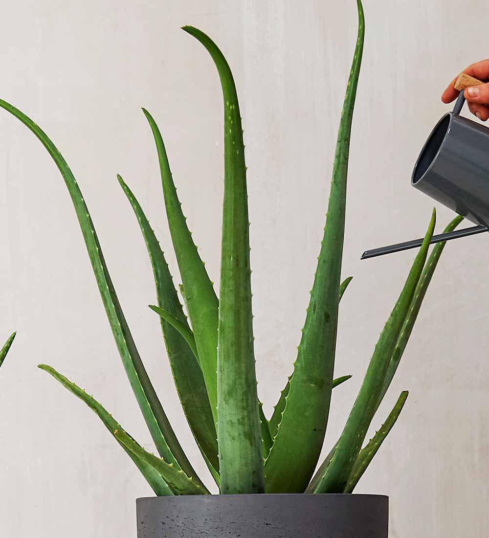 Aloe Vera Pair