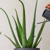 Aloe Vera Pair