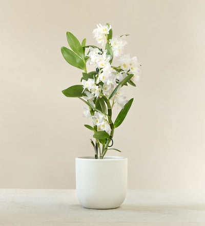 Bamboo Orchid & Pot