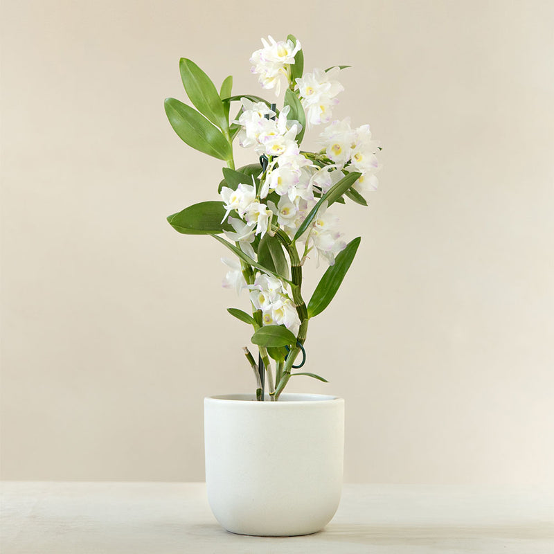 Blooming Beautiful Pair