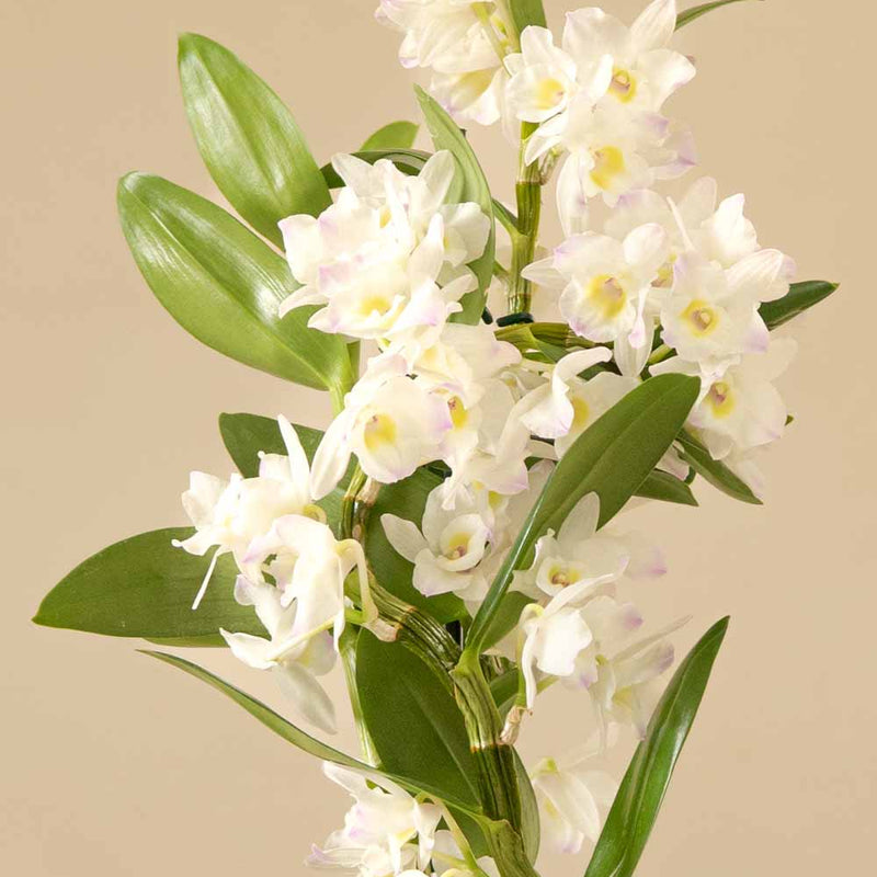 Blooming Beautiful Pair