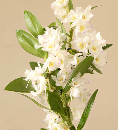 Blooming Beautiful Pair