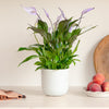 Lilac Peace Lily