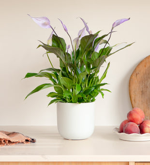 Lilac Peace Lily