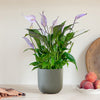 Lilac Peace Lily & Pot