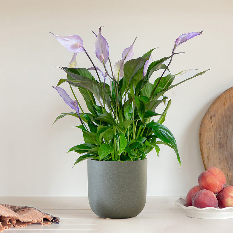 Lilac Peace Lily & Pot