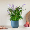Lilac Peace Lily & Pot