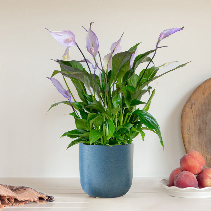 Lilac Peace Lily & Pot