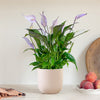Lilac Peace Lily & Pot