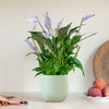 Lilac Peace Lily & Pot