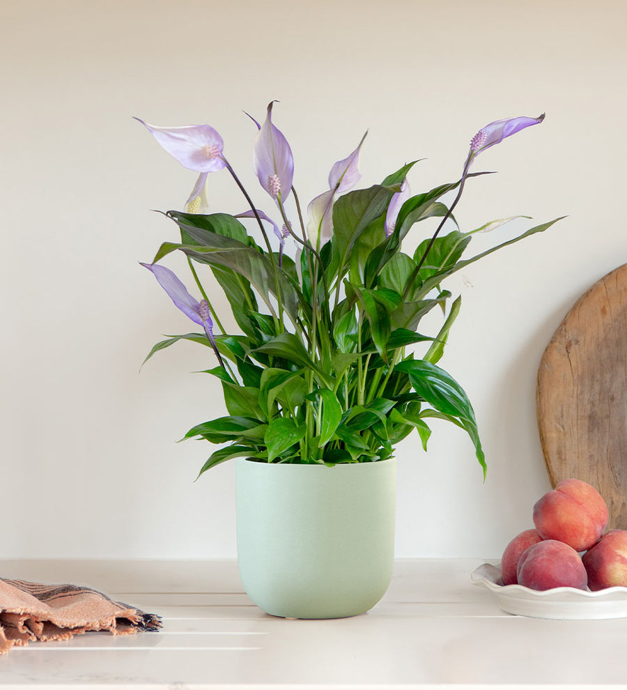 Lilac Peace Lily & Pot