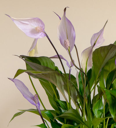 Lilac Peace Lily & Pot