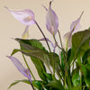Lilac Peace Lily