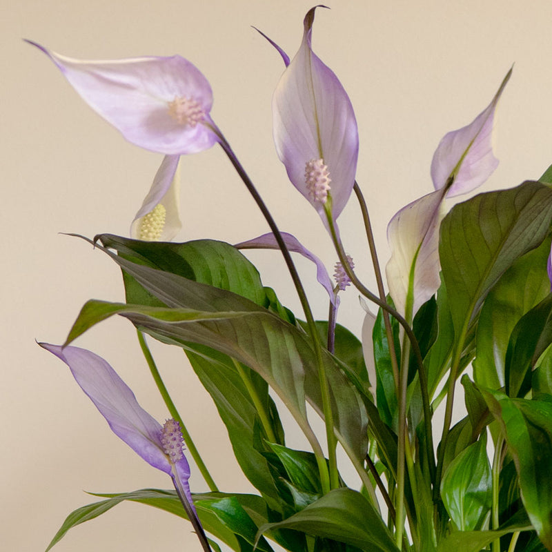 Lilac Peace Lily