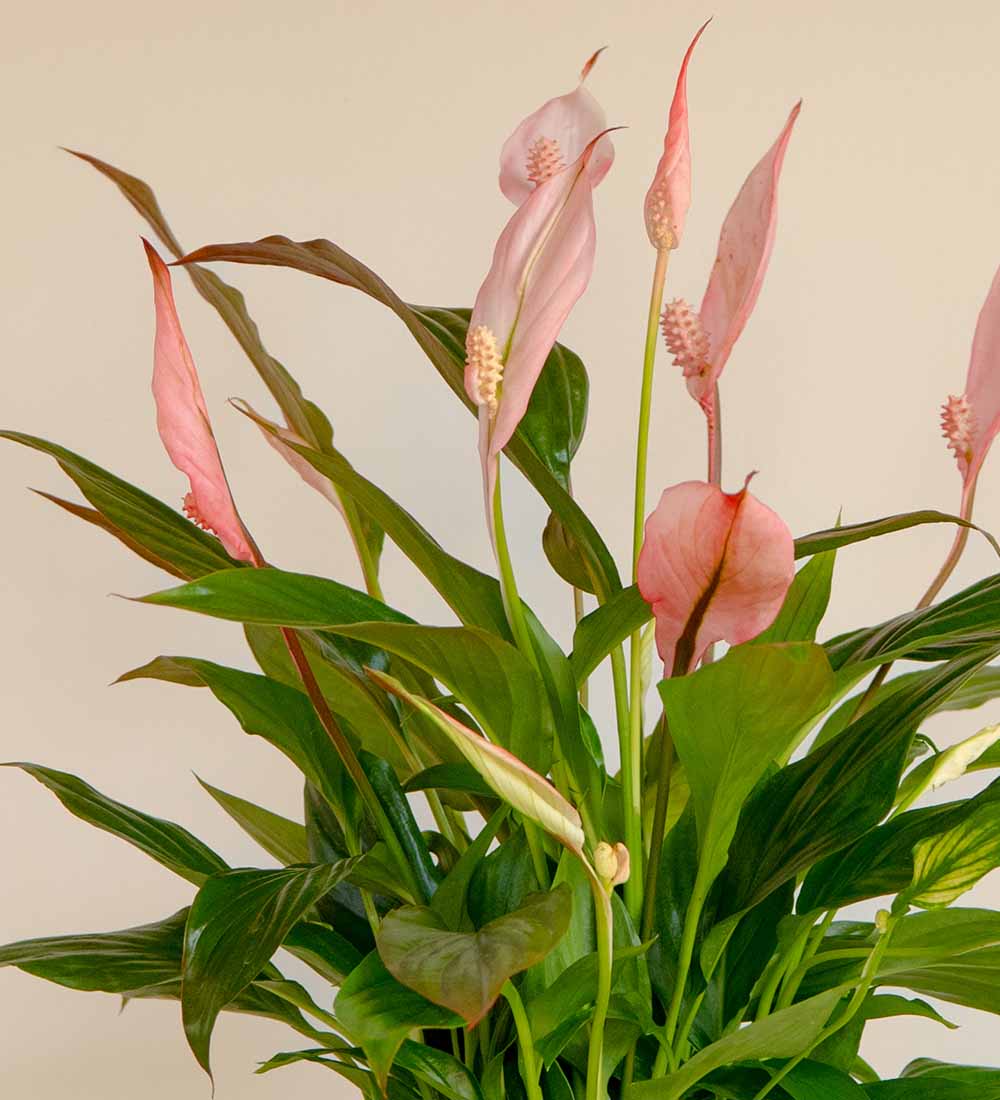 Pink Peace Lily Pot Beards Daisies