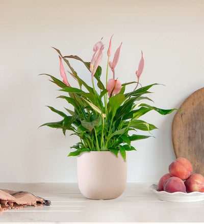 Pink Peace Lily & Pot