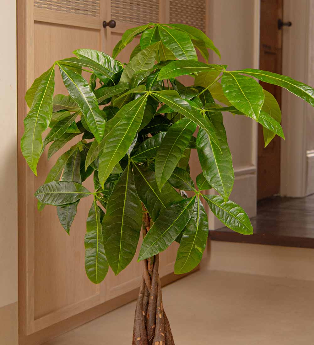 Money Tree & Seagrass Basket