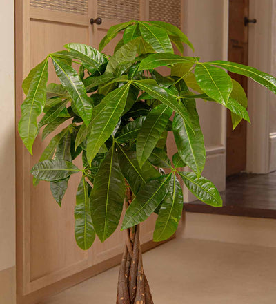 Money Tree & Seagrass Basket