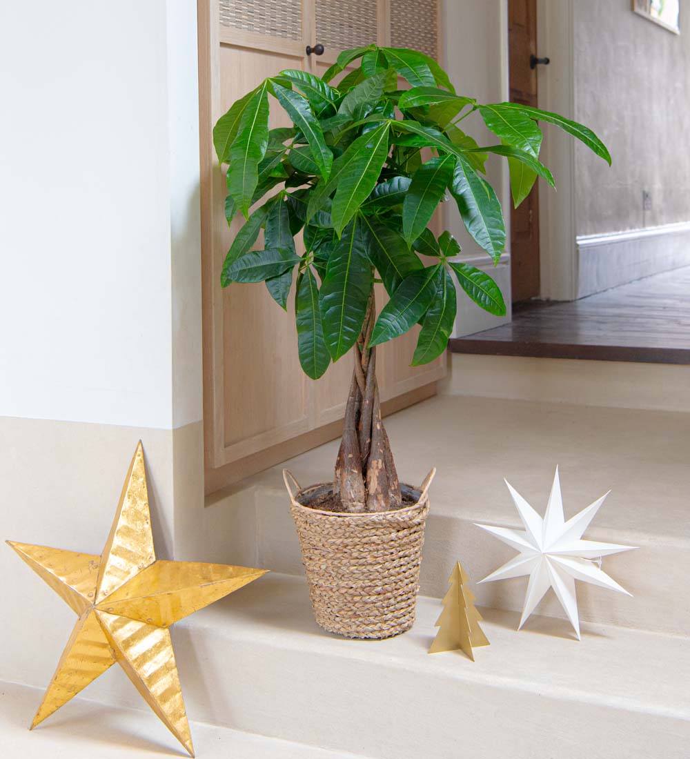 Money Tree & Seagrass Basket