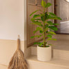 Ficus Altissima