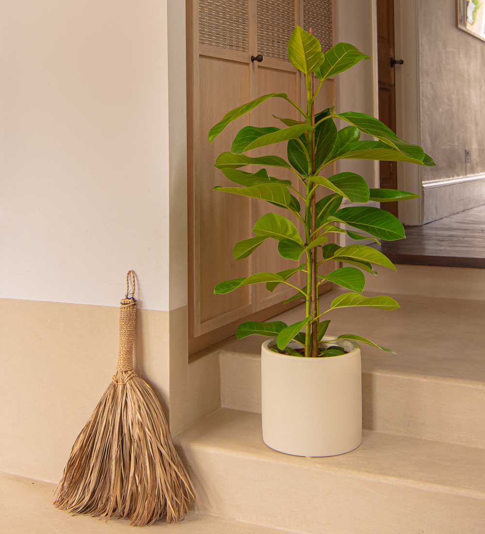 Ficus Altissima