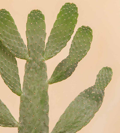 Cowboy Cactus & Pot