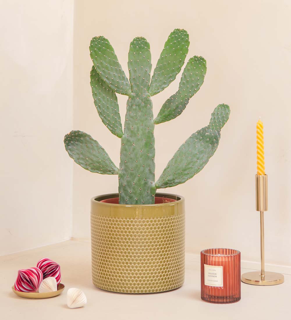 Cowboy Cactus & Pot
