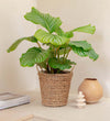 Calathea Orbifolia & Basket