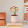 Coral Cactus & Pot